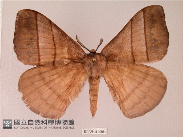 黑胸帶蛾藏品圖，第1張