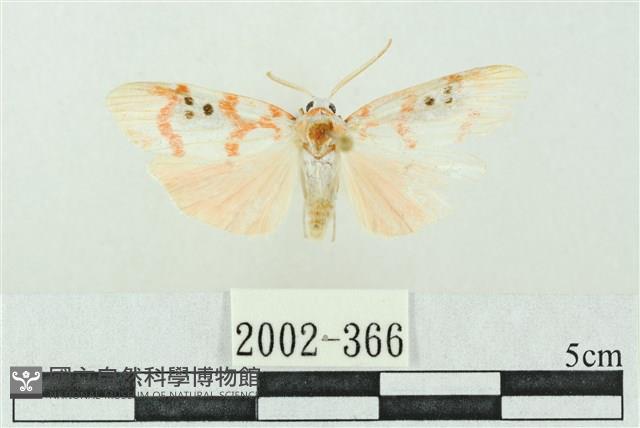 臺雪苔蛾藏品圖，第1張