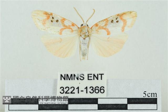 臺雪苔蛾藏品圖，第1張