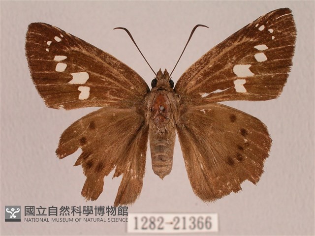 臺灣瑟弄蝶藏品圖，第1張