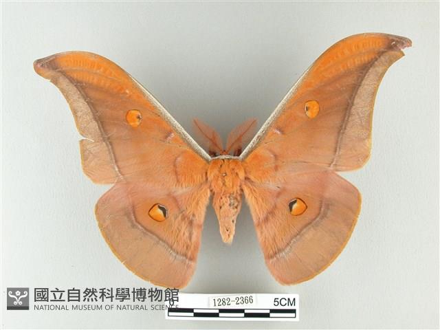 紅目天蠶蛾藏品圖，第1張
