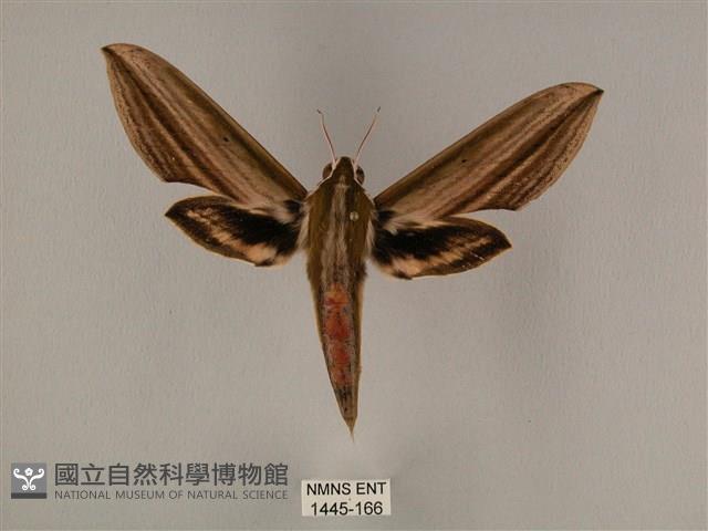 棕綠背線天蛾藏品圖，第1張