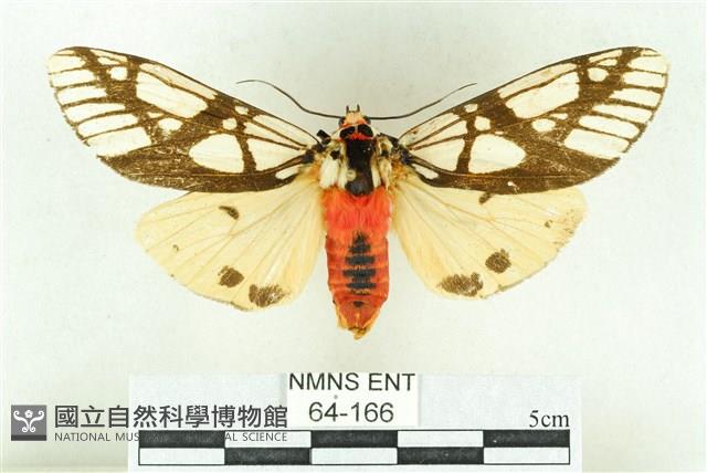 乳白斑燈蛾藏品圖，第1張