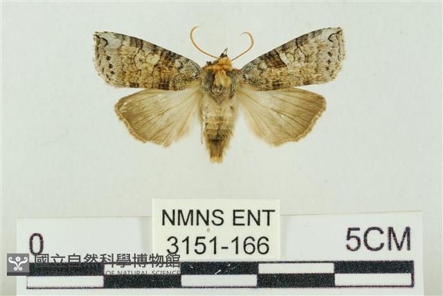 帶波紋蛾藏品圖，第1張