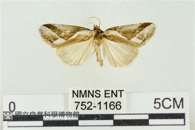 素木氏美波紋蛾藏品圖，第1張