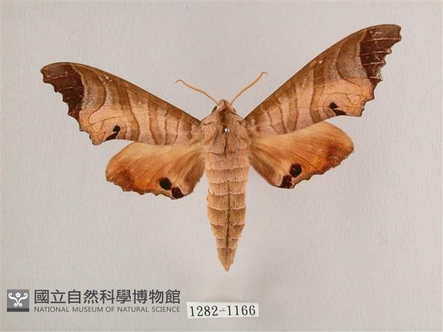 黑角六點天蛾藏品圖，第1張