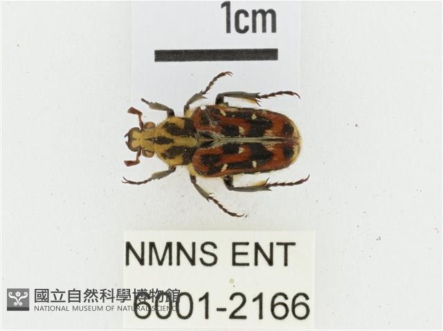 叉斑陷紋金龜藏品圖，第1張