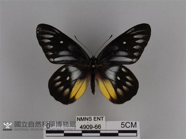 豔粉蝶藏品圖，第1張