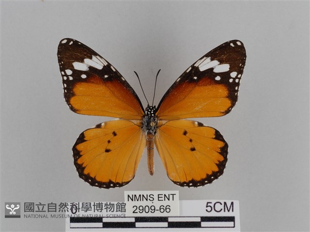 樺斑蝶藏品圖，第1張