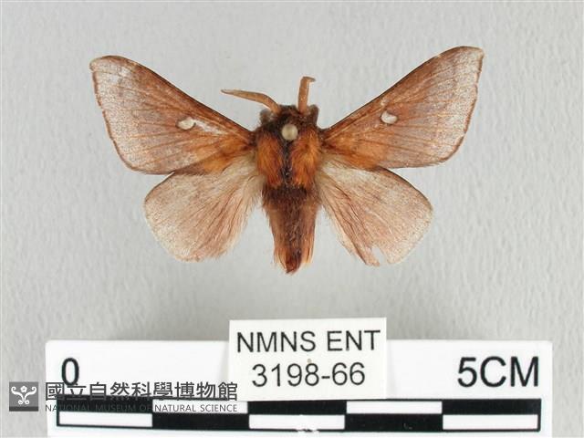 月斑枯葉蛾藏品圖，第1張