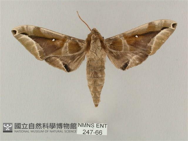 白點天蛾 藏品圖，第1張