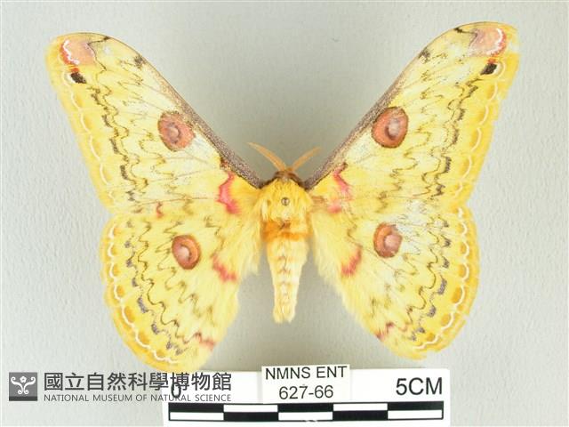 黃豹天蠶蛾藏品圖，第1張