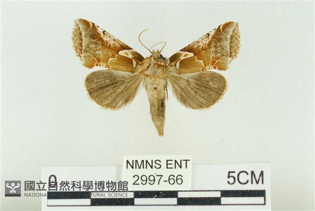 寬帶波紋蛾藏品圖，第1張