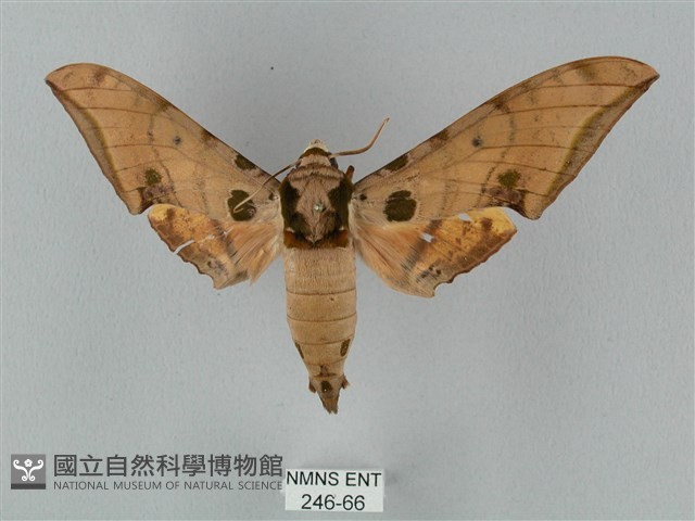 裂斑鷹翅天蛾藏品圖，第1張