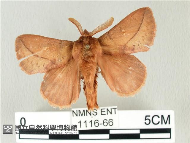 褐斜帶枯葉蛾藏品圖，第1張