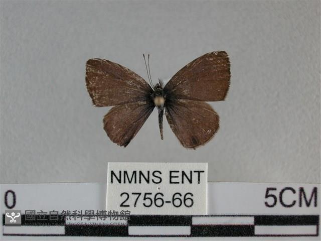 波灰蝶藏品圖，第1張