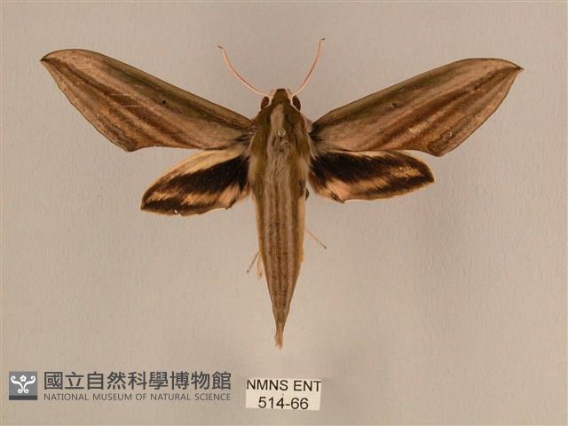 棕綠背線天蛾藏品圖，第1張