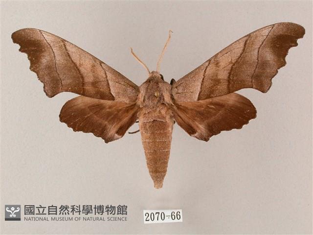 齒翅三線天蛾藏品圖，第1張