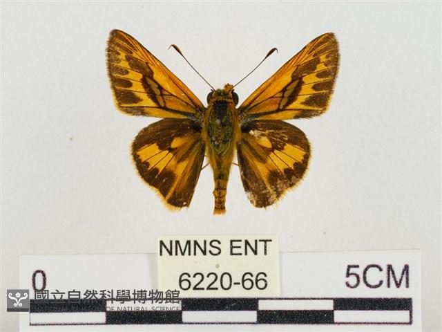 熱帶橙斑弄蝶藏品圖，第1張