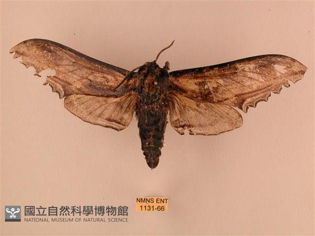 臺灣鋸翅天蛾藏品圖，第1張