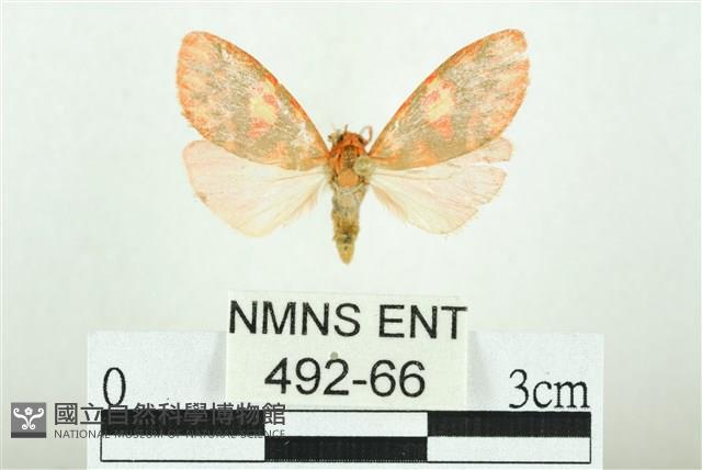 三色豔苔蛾藏品圖，第1張