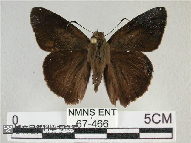 圓翅絨弄蝶藏品圖，第1張