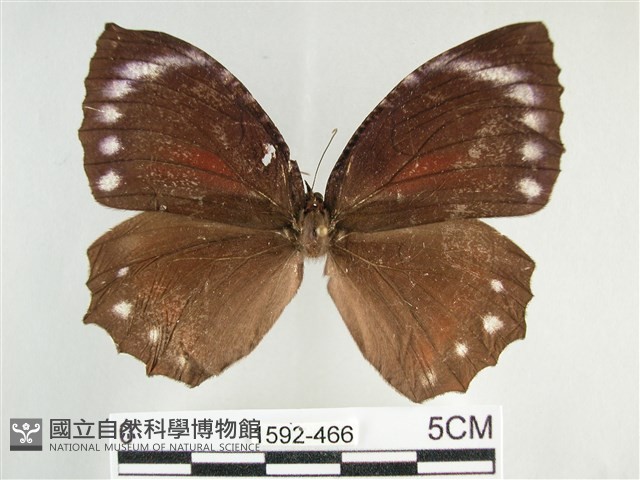 藍紋鋸眼蝶藏品圖，第1張