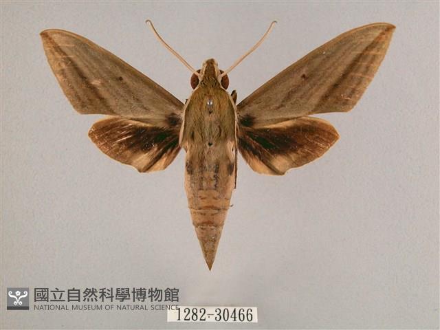 背帶斜紋天蛾藏品圖，第1張