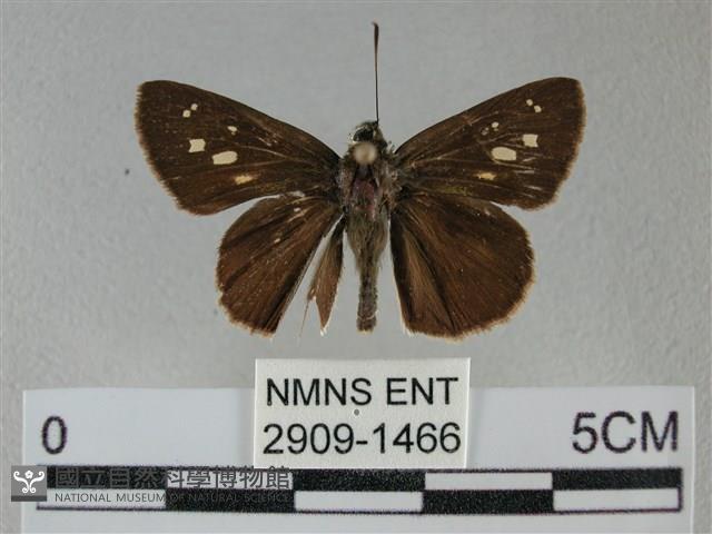 黑星弄蝶藏品圖，第1張