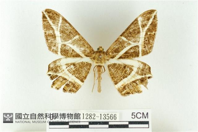 樹形尺蛾藏品圖，第1張