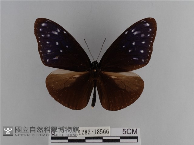 異紋紫斑蝶藏品圖，第1張