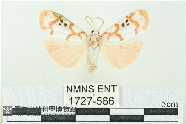 臺雪苔蛾藏品圖，第1張