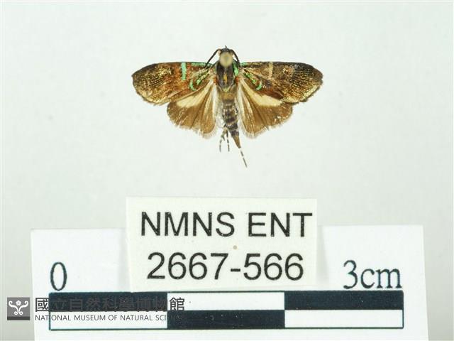 叉紋閃舞蛾藏品圖，第1張