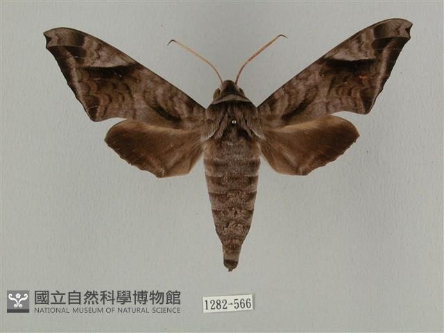 全緣缺角天蛾藏品圖，第1張