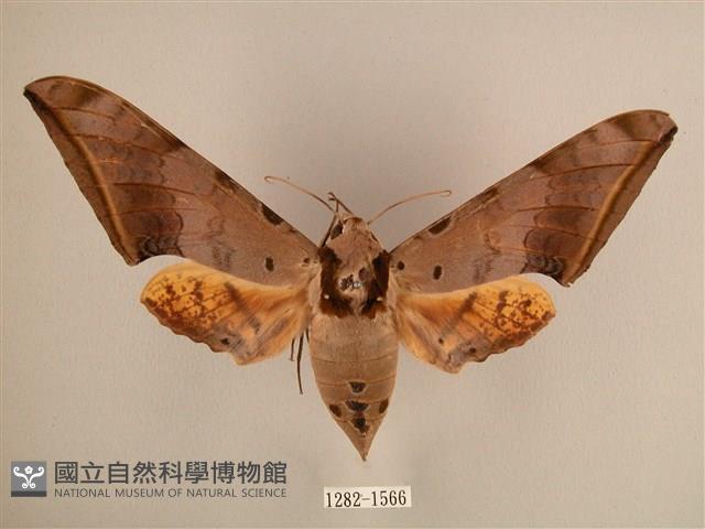臺灣鷹翅天蛾藏品圖，第1張