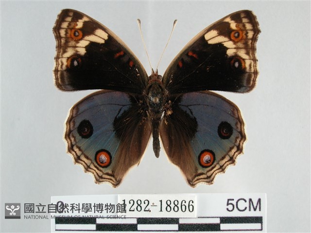 青眼蛺蝶、孔雀青蛺蝶藏品圖，第1張