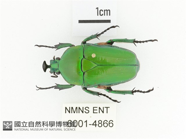 臺灣扇角金龜藏品圖，第1張