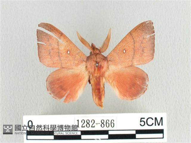 臺灣蘋毛蟲藏品圖，第1張