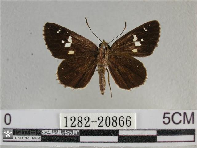 白斑弄蝶藏品圖，第1張