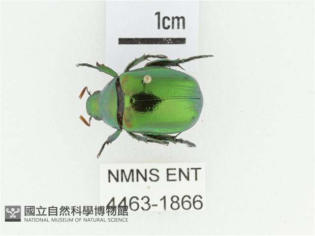 艷金龜藏品圖，第1張