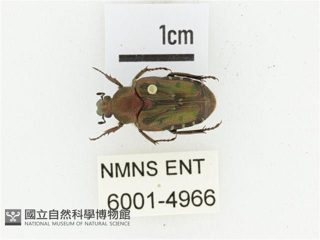 黑斑陷紋金龜藏品圖，第1張