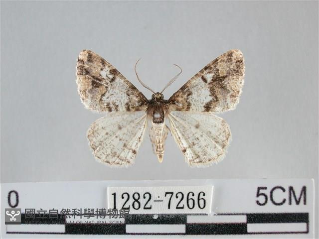 雙峰霜尺蛾藏品圖，第1張