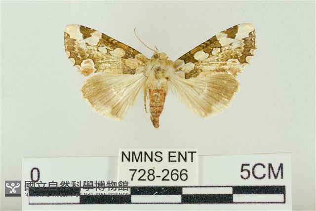 連珠波紋蛾藏品圖，第1張