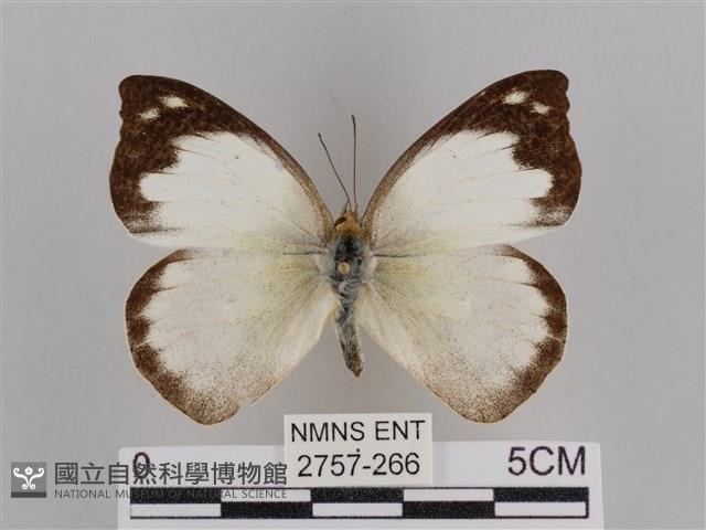 雲紋尖粉蝶藏品圖，第1張