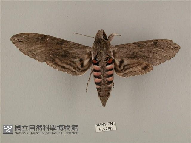 蝦殼天蛾藏品圖，第1張