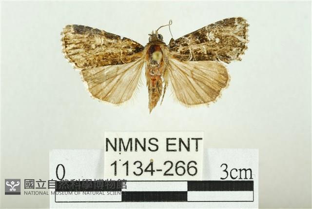 白斑散紋夜蛾藏品圖，第1張