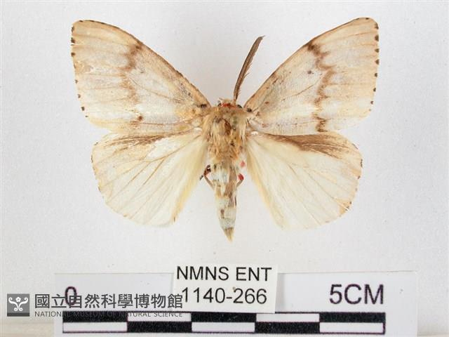 木毒蛾藏品圖，第1張