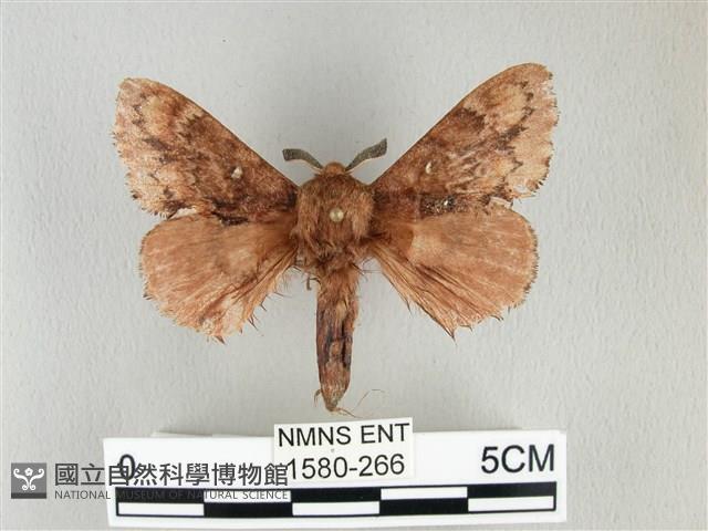 臺灣鋸紋枯葉蛾藏品圖，第1張