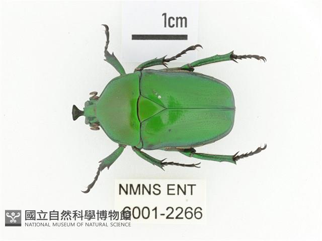 臺灣扇角金龜藏品圖，第1張