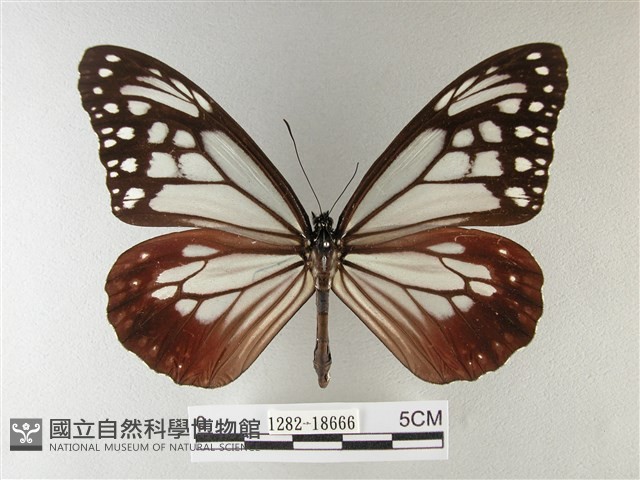 大絹斑蝶藏品圖，第1張